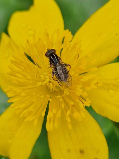 Snuitwaterzweefvlieg op dotterbehandeling