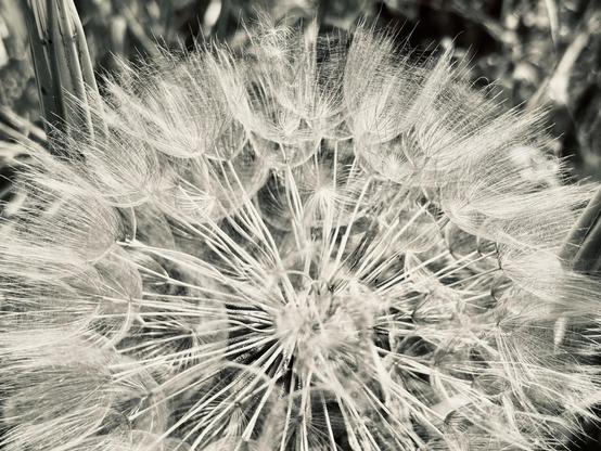 A close-up view of a dandelion seed head, showcasing delicate, feathery seeds in a black-and-white tone, with a soft focus background.