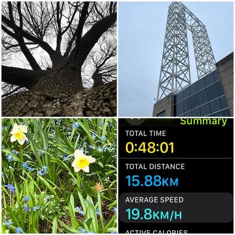 Grid of three photos and an iOS screenshot.

1) Looking up an imposing tall and dark tree.

2) White girder tower of the John G. Diefenbaker Building, which originally was to be an observation tower, but was cut to save money.

3) Small yellow flowers among some even smaller blue flowers and grass.

4) Apple Fitness Cycling Details:
Total Time: 0:48:01.
Total Distance: 15.88 KM.
Average Speed: 19.8 KM/H.