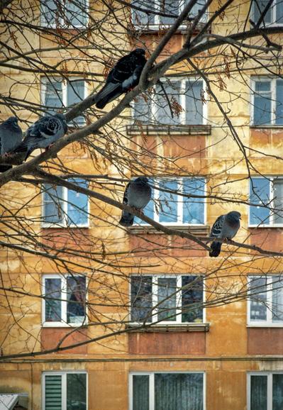 Pigeons sitting on the branches of a tree against the background of an ochre house. 
