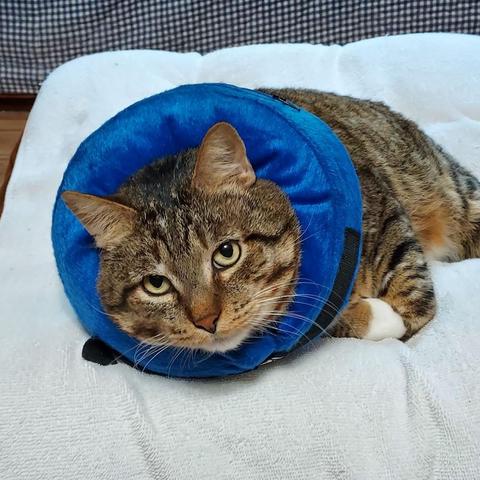 A large brown tabby with yellow-green eyes, long, white whiskers, and white stockings lies on a white towel on an ottoman. He is wearing an inflatable blue collar to keep him from licking a wound on his neck. He is NOT happy.