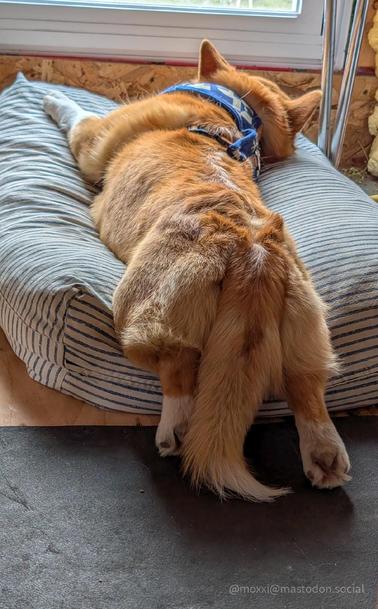 Moxxi the corgi is stretched out on her dog bed, in front of a window, away from the camera. Her short hind legs are dangling from the edge of the dog bed. She's wearing a blue and white harness.