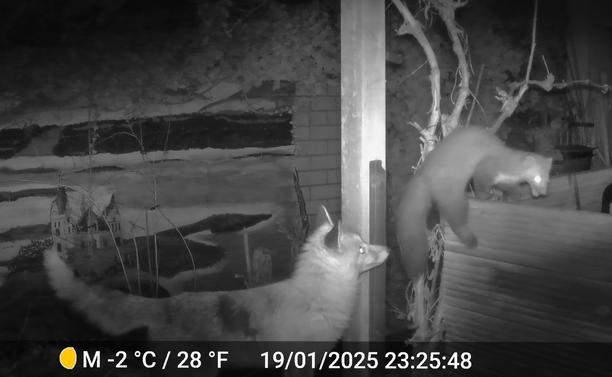 Zwei Bilder der Fotofalle derselben Nacht kombiniert: eines mit Fuchs, das andere mit Marder. 