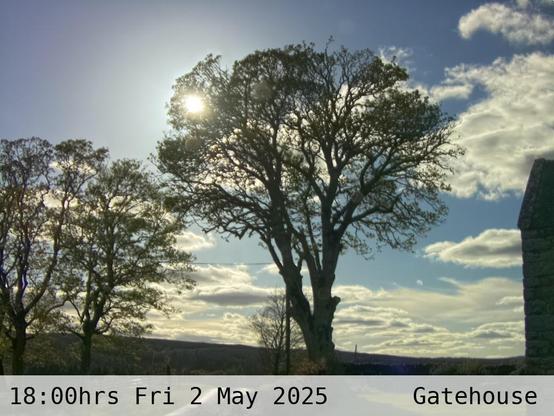Photograph of sycamore trees against the sky with low hills in the background at 18:00 hrs on Friday 2 May 2025, located at Gatehouse in Tarset, Upper North Tyne, Northumberland, UK. The immediate forecast is sunny.