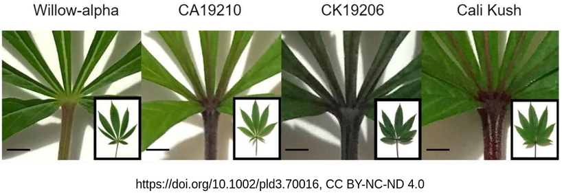 Leaves of differentially colored cannabis accessions. Figure reference: https://onlinelibrary.wiley.com/doi/10.1002/pld3.70016