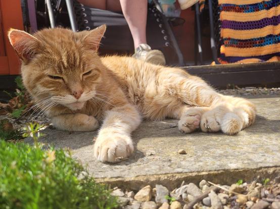 George the ginger cat basking in the sun