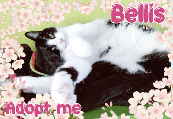 A cherry blossom border surrounding a tuxedo tripawd cat at rest