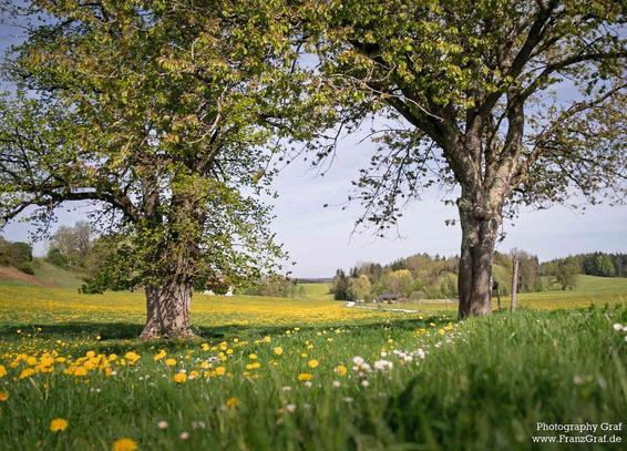A serene landscape is depicted in this image, showcasing a vast field filled with vibrant yellow flowers and lush green trees. The scene is peaceful and inviting, with the sunlight filtering through the trees, casting a warm glow over the meadow. The dominant colors of white and green create a harmonious and natural setting, perfect for outdoor enthusiasts and nature lovers. The image evokes a sense of tranquility and beauty, with the flowers adding a pop of color against the green backdrop. This picturesque view captures the essence of spring, with the promise of new growth and life in the air.