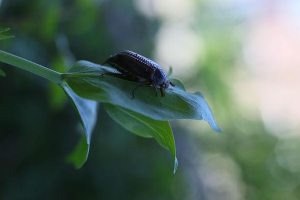 Foto van een meikever op een plantenblad.