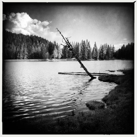 Una piattaforma in legno ed un albero vicino alla riva di un lago montano