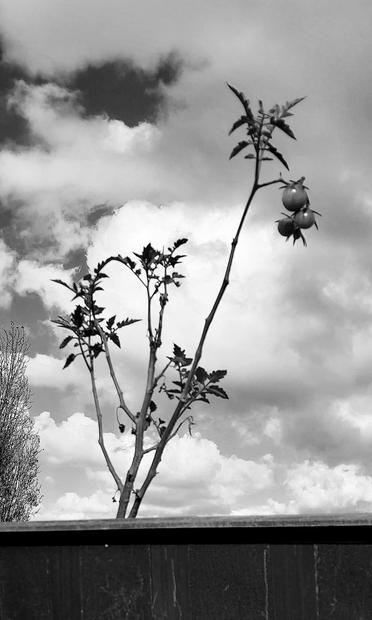 Un plant de tomates qui a survécu malgré les intempéries. Quelques petites tomates ont poussé. Photo en noir et blanc prise en 2024.