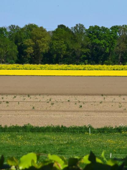 Very bright yellow stripe in the landscape in the Netherlands: yellow tulips in an area that used to be sea. Grass In the front/trees in the back