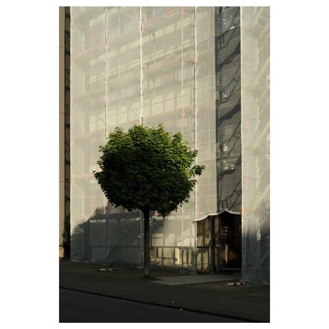  Vor einer komplett eingerüstet und abgehangenen Fassade steht ein kleines Bäumchen in der Morgensonne. 