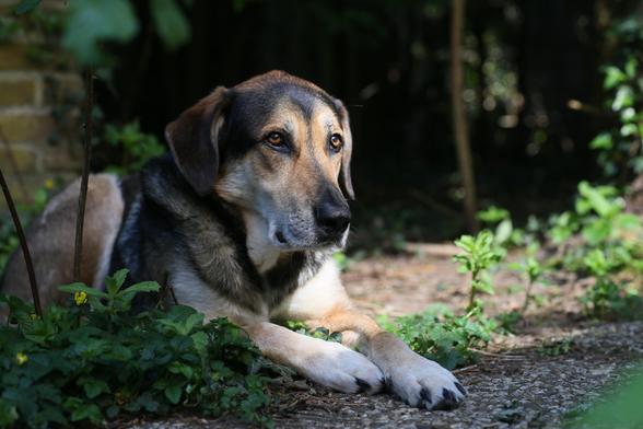 Grote bruin-zwart-witte hond in waakzame houding in een tuin liggend tussen de planten.