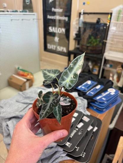 Alocasia Bambino