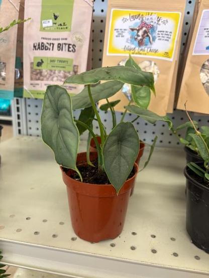 Alocasia Dragon's Breath