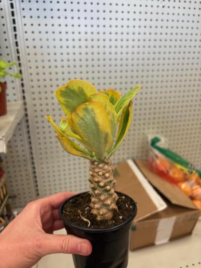 Euphorbia Poisonii