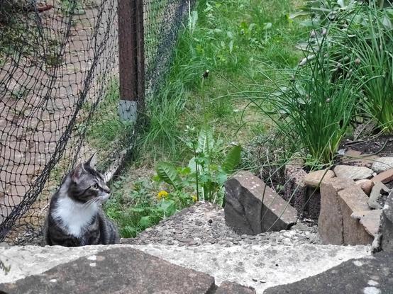 Jasper in his not mowed garden