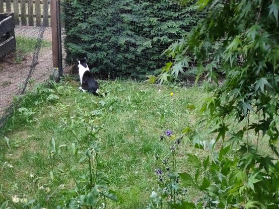 Mica in his not mowed garden