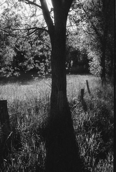 Black and white photo of a backlit tree along a barbed wire fence, casting a shadow through the center of the composition.