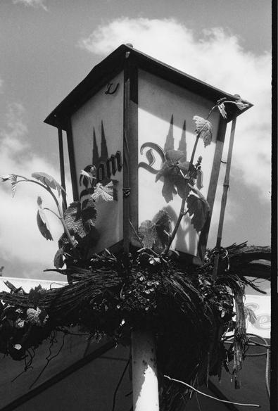 Black and white photo of a lantern advertising Dom brand Kolsch, overgrown with vines, outside of a cafe.