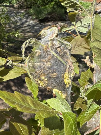 A nest of small tent caterpillars in a branch cut from a maple tree. 