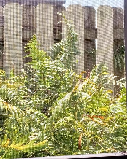 A close-up picture of some wild, overgrown ferns, which are very green, and enhanced so, by the sunshine. Behind is a worn, wooden fence and partial skye.
