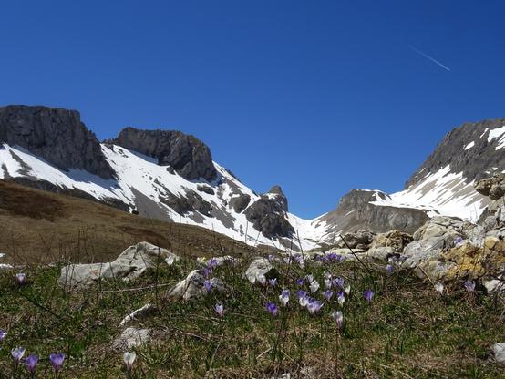 Paysage de montagne partiellement enneigé. Au premier plan des crocus blancs et violets, des bouts de rochers calcaires blancs dans l'herbe. Au fond un col encore enneigé entre des versants rocheux. ciel bleu foncé. 