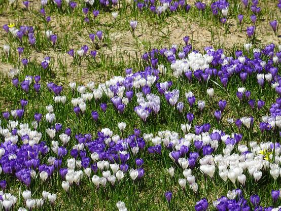 Crocus blancs et violets qui poussent serrés