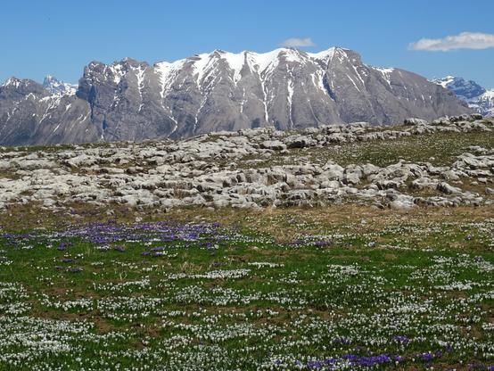 Une prairie couvertes de crocus violets et blancs.. Derrière un champ  de pierres grises : on dirait des moutons en troupeau. En arrière plan une muraille de montagnes bien raides et rocheuses avec une guirlande de neige au sommet. ciel bleu.