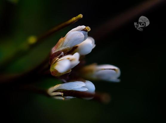 a macro photo by rayne of a small cluster of barely blooming white and pale green clover buds on a rich green and brown background