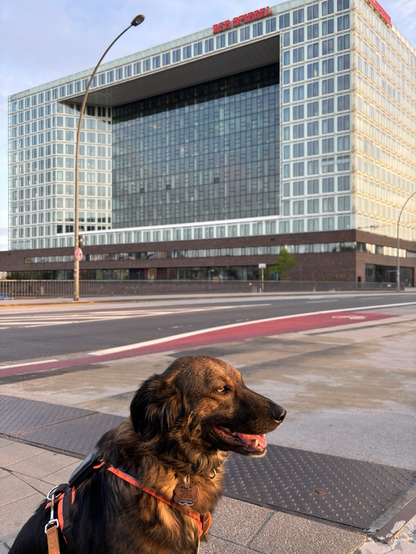 Hund vor Spiegel-Gebäude in Hamburg