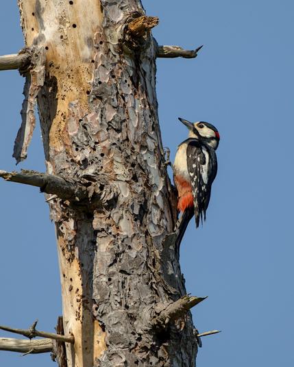 Een specht met witte borst, rode stuit en witte stippen op de zwarte vleugels klampt zich vast aan een dode boom, de klauwen in de bast en de staartveren tegen de stam aangedrukt.