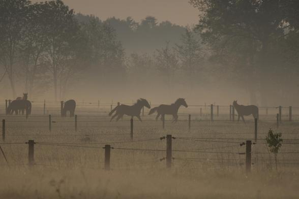 A fenced field on a foggy morning where 6 horses can be seen in silhouette, two of them are running after each other while the others seem to be ignoring them and continuing to graze. 