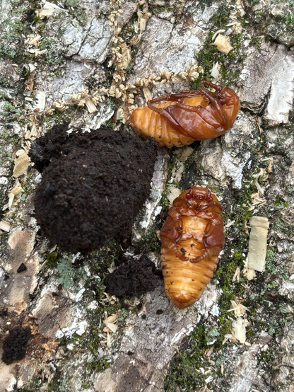 Cicada larva?