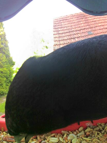 unbekannt im Futterhäuschen
