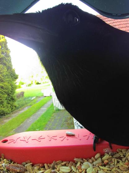 unbekannt im Futterhäuschen