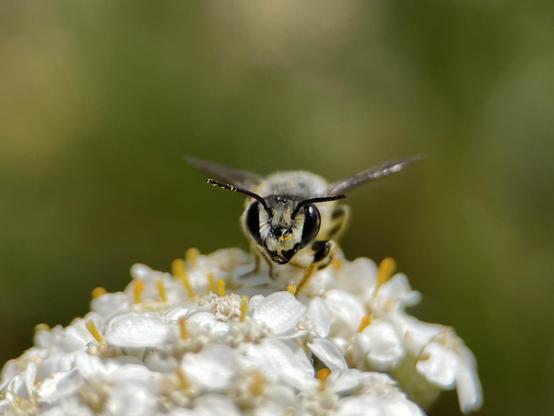 A small black and gray bee looks right at camera as it sits on the top of a white yarrow flowerhead. A few yellow pollen grains stick to its antenna. Background is soft blur of garden greens