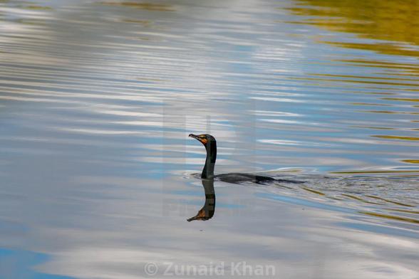 Double-crested cormorant in a wetland pond. 