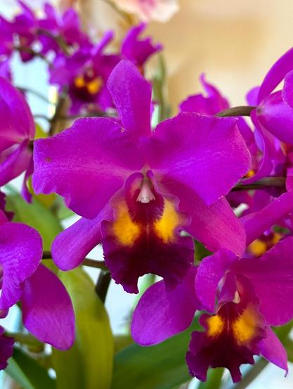Daytime, indoors. A purple, magenta, and yellow cattleya blooms show is centered in the frame. Several of the same blooms and some bright green leaves fill up the background.