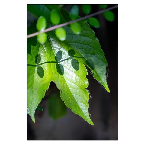 An oval-leaved plant casts a shadow on a fresh wild grape leaf.