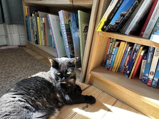 Doris, a tortoiseshell cat, lounging on a wooden floor, partially illuminated by sunlight, her gaze on a point on the floor out of frame. Nearby, a bookshelf filled with various books contrasts with a woven rug.