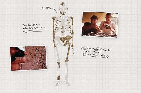 Lucy, three million year old skeleton