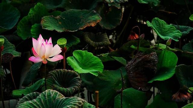 Lotus flower in pond.