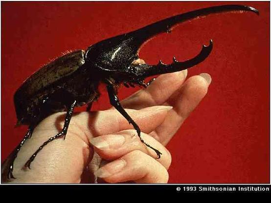 a hand holding a black Hercules Beetle against a red background.