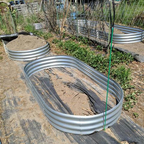 A view of 4 raised beds, the nearest 3 are new, The two closest are 8 feet long by 4 feet wide and one has a pile of dirt sticking up in it that goes into the nearest one. The upper right one is one third dug out and needs wood added and it is 14 feet long by 4 feet wide.  The other beds is from last year and is 9x3 feet and needs last years tomatoes and this years couch grass cleaned out of it and get it ready to plant... not tomatoes if I remember right but I can't remember what for sure. Maybe melons.