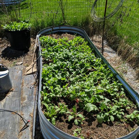 A raised garden bed with radish nearer and spinach and arugula farther away and in the black pot. It is in the corner of a fenced garden.