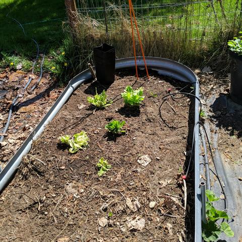 The end of a raised bed that has some harvested indoor lettuce plants that were planted out and are regrowing.