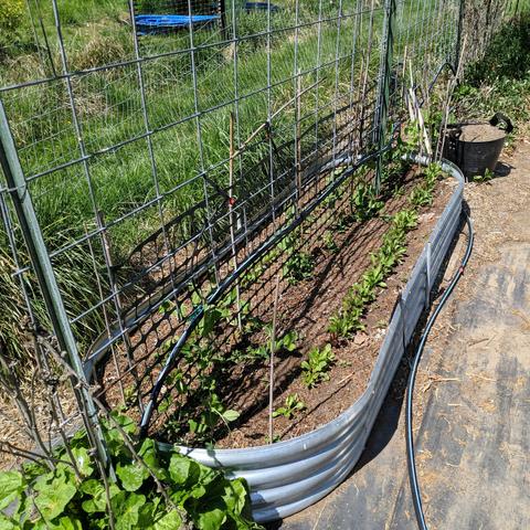 A raised bed with sugar snap peas on a mesh trellis and 2 rows of beetroot that need thinned.