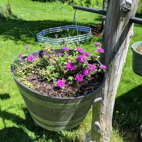 A large pot planter on the side of a post with a pink verbena planted in the middle of it. There is a smaller pot hanging behind the large pot and it also has a verbena in it. There is a hexagon raised bed frame in the background on the lawn that is not mowed because it's May! /s and because the dandelions are still blooming and when they are done it will be mowed and then dutch clover will bloom.